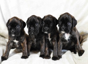 Pui Boxer cu pedigree  - imagine 2