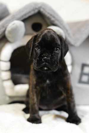 Pui Boxer cu pedigree  - imagine 3