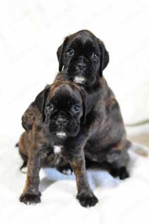 Pui Boxer cu pedigree 