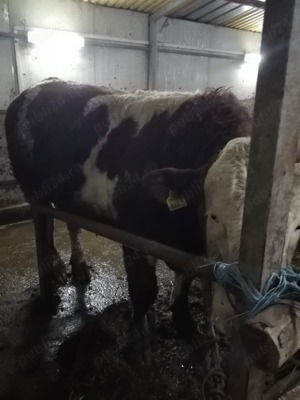 Vaci bălțată românească 