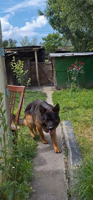 Mascul Ciobanesc  German  - imagine 2