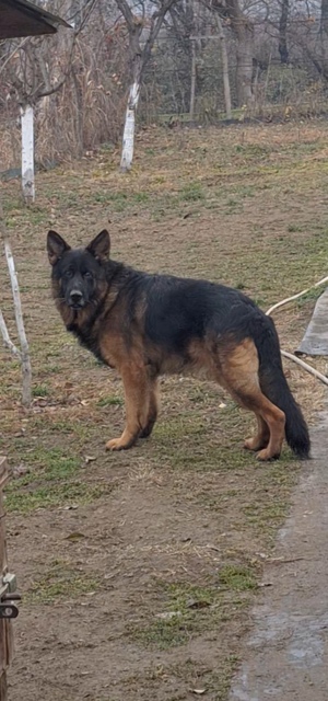 Mascul Ciobanesc  German 