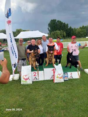 Mascul Ciobanesc  German  - imagine 3