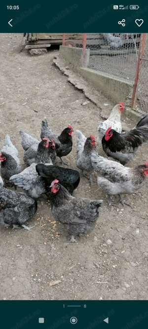 Ouă incubat australorp 
