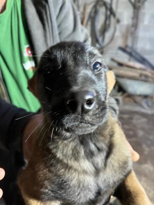 Căței Ciobanesc belgian 