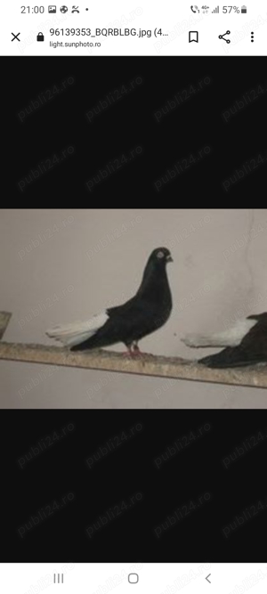 Negri codalbi de vânzare. - imagine 3