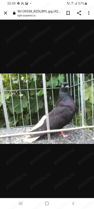 Negri codalbi de vânzare. - imagine 5