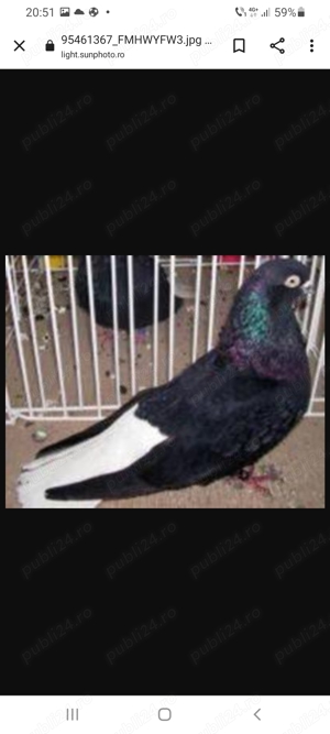 Negri codalbi de vânzare. - imagine 4