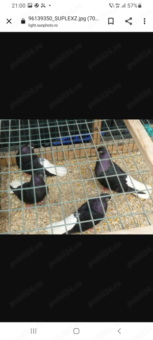 Negri codalbi de vânzare.