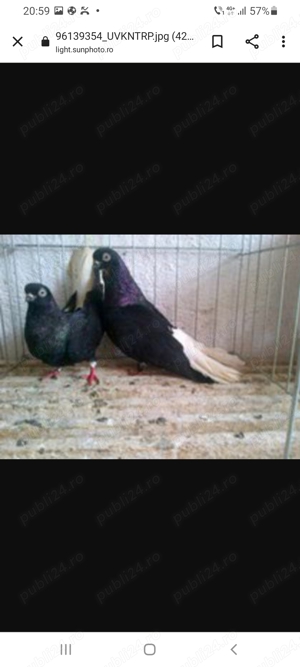 Negri codalbi de vânzare. - imagine 2