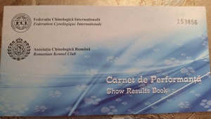 Mascul rottweiler disponibil - imagine 2