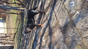 Mascul rottweiler disponibil - imagine 3