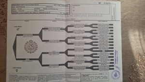 Mascul rottweiler disponibil - imagine 4