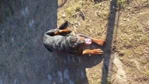 Mascul rottweiler disponibil - imagine 5