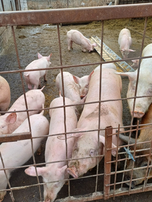 Porci si purcei de vanzare