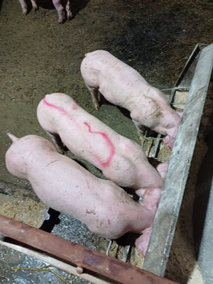 Porci si purcei de vanzare - imagine 2