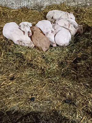 Porci si purcei de vanzare - imagine 3