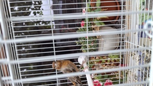 Canari plus colivie  - imagine 3