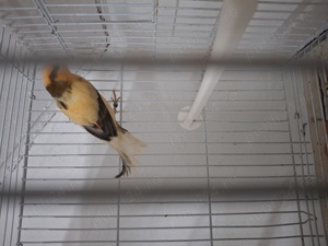 Canari plus colivie  - imagine 5