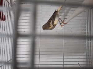 Canari  - imagine 3 Canari  - imagine 3