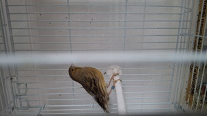 Canari  - imagine 2 Canari  - imagine 2