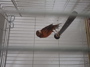 Canari  - imagine 4 Canari  - imagine 4