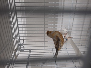 Canari  - imagine 5 Canari  - imagine 5