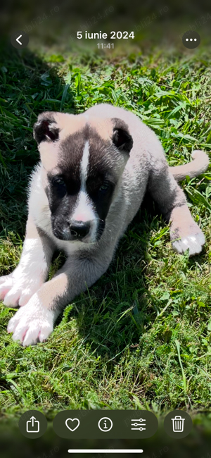 kangal turcesc