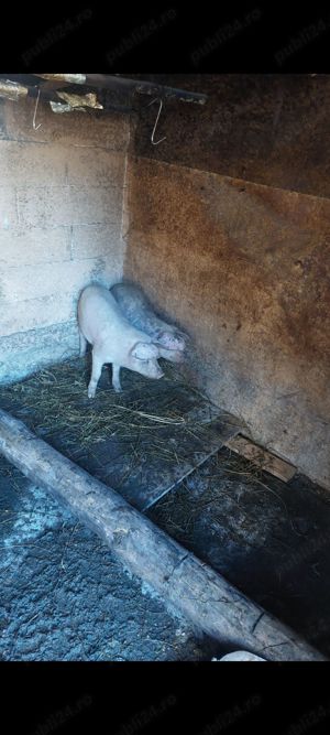 grasuni porc si purcea
