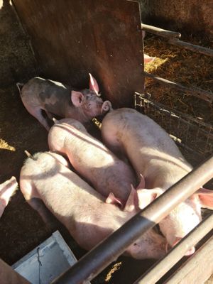 Vand purcei  - imagine 2 Vand purcei  - imagine 2