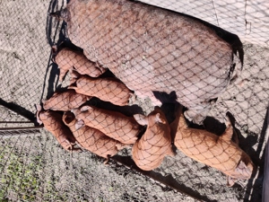 Purcei mangalița  - imagine 4