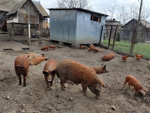 Purcei mangalița  - imagine 5