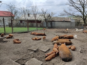 Purcei mangalița  - imagine 3