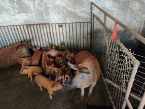 Purcei mangalița  - imagine 2