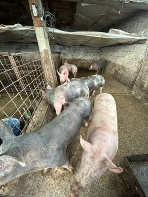 porci 80kg