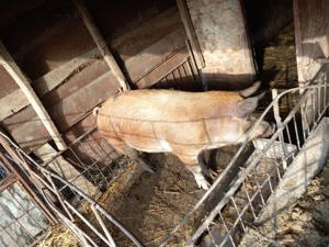 Vând purcică de 140 de kg - imagine 2