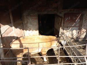 Vând purcică de 140 de kg - imagine 3