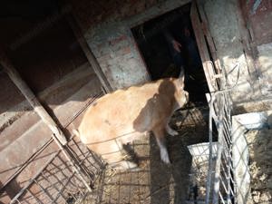 Vând purcică de 140 de kg - imagine 4