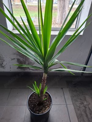 Plante: yuka, agave, smochin, etc.