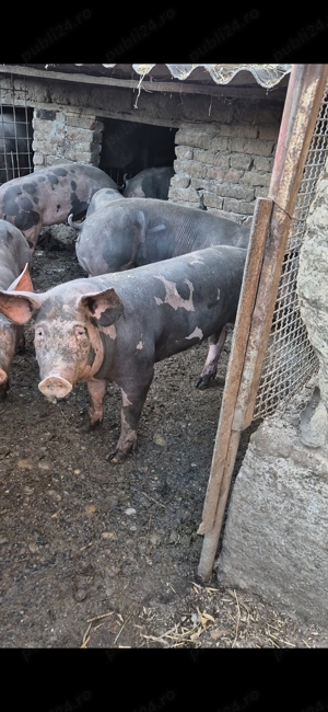  Porci pietrain de vanzare 