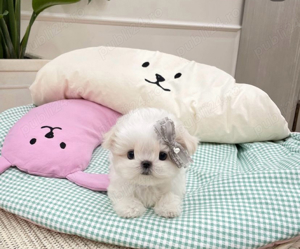 Bichon Maltez Mini Toy  - imagine 2