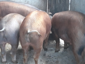 Porci de la100 in sus se poate si carcasa - imagine 2