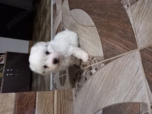 Vând pui bichon havanez