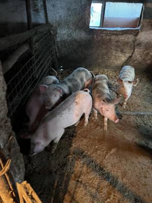 Vând porci de carne