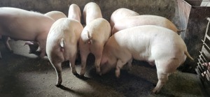 Porci Iernut Mureș - imagine 3