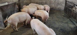 Porci Iernut Mureș - imagine 2