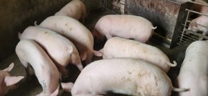 Porci Iernut Mureș - imagine 4