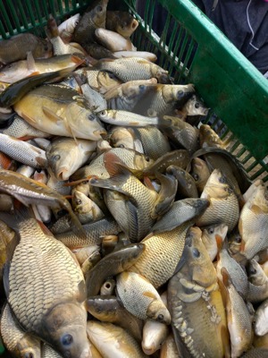 Crap romanesc de vanzare