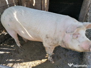 Vand porci mici si mari intre 70-280kg Judetul Bacau  - imagine 3