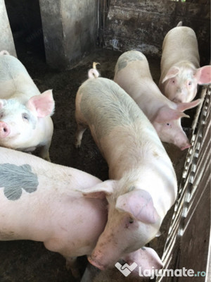Vand porci mici si mari intre 70-280kg Judetul Bacau  - imagine 2